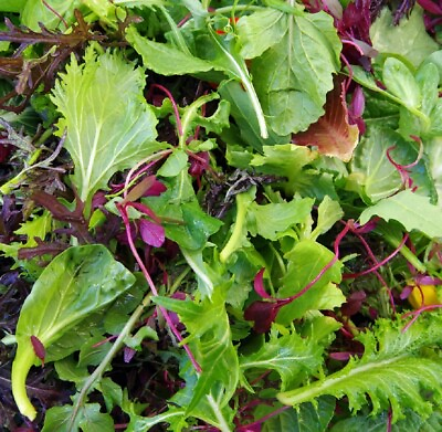 Spicy Salad Lettuce Mix Seeds Heirloom Non GMO High Germination Fast Shipping $144.00
