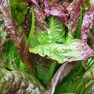 Red Romaine Lettuce Seeds Caesar Salad NON GMO Variety Sizes FREE SHIPPING $1.79
