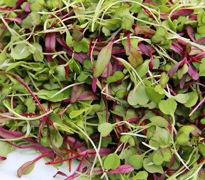 Spicy Salad Microgreen Seeds Non GMO Heirloom High Germination Fast Shipping $201.00