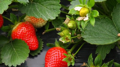 #ad 150 Red Strawberry Seeds for Big Fruit USA Grown Perennial Container Garden $2.83
