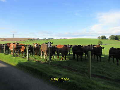 Photo 6x4 Expectant cattle Lethenty Cattle demanding food near Hilldykes. c2021 GBP 2.00