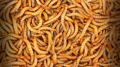 Live Mealworms 50 10000 Large 3 4quot; 1quot; Reptile Food $30.99
