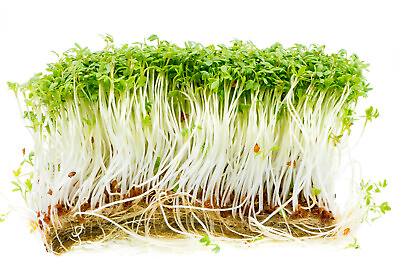 #ad 1000 CURLED GARDEN CRESS SEEDS NON GMO Use: Microgreen Salad Micro Greens $2.39