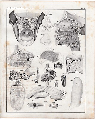 #ad 1843 OKEN Antique Print: Human Anatomy Face head mouth tongue structure $10.00