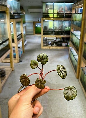 #ad Begonia peridot Plant FRESH STEM CUTTING Dart Frog Vivarium Terrarium Plant $19.95