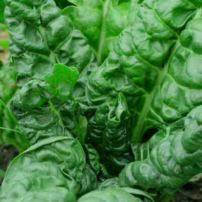 Perpetual Spinach Swiss Chard Seeds NON GMO Salad Greens FREE SHIPPING $1.89
