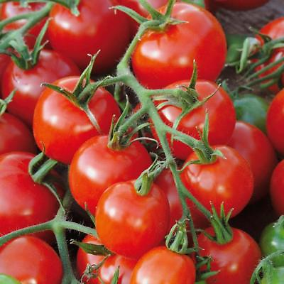 Large Red Cherry Tomato Seeds Salad Heirloom Non GMO FREE SHIPPING $1.79