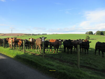 Photo 12x8 Expectant cattle Cattle demanding food near Hilldykes. c2021 GBP 6.00