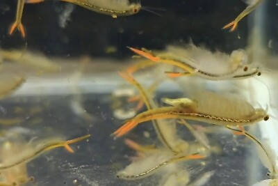 60000 Fairy Shrimp eggs Food For New born Fish Betta Guppy Killifish $18.99