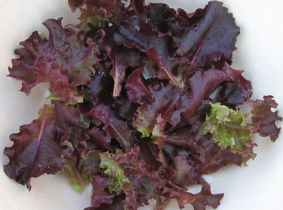 #ad lettuce RUBY RED LEAF salad greens 730 seeds GroCo buy US made in USA $0.99