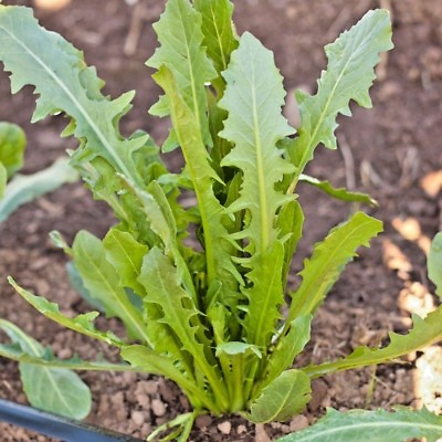 #ad #ad 601ITALIAN DANDELION Seed Organic Chicory Endive Gourmet Salad Greens Fast Easy $3.25