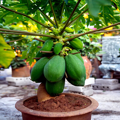 #ad #ad 20 quot;DWARF SOLO WAIMANALO TREE SEEDSquot; Carica Papaya Fast Fruit Houseplant $8.95